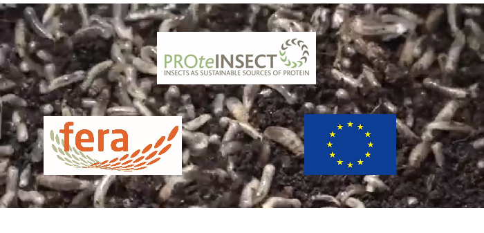 Final PROteINSECT conference will reveal poultry feed trial outcomes
