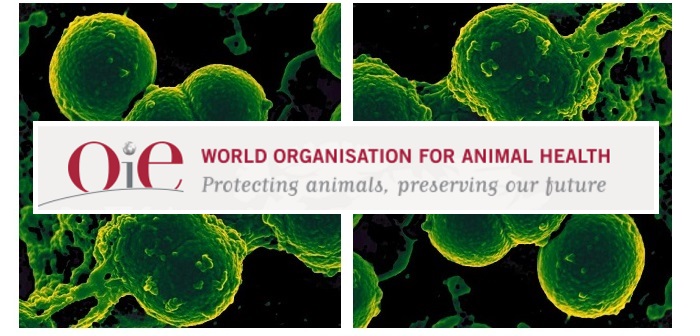 OIE calls for “whole society commitment” to fight AMR