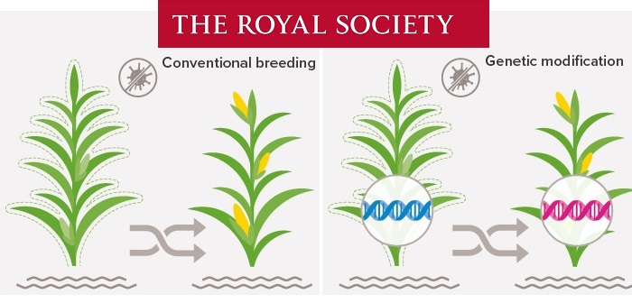 Fact-based GM guide launched by the Royal Society