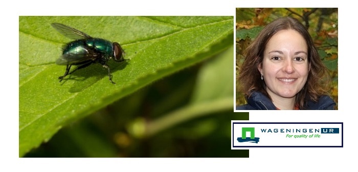 Dutch study finds problems in feed use of housefly larvae