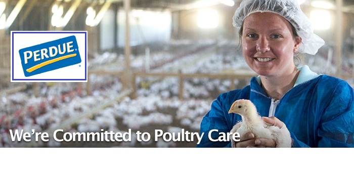 Perdue takes its “no antibiotics” programme to a new level
