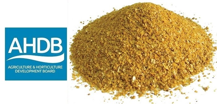 Alternative protein research finds “great value” potential for poultry & pigs