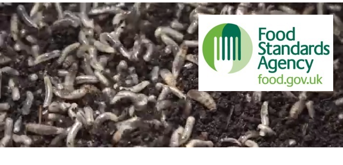 FSA poses allergy questions over future use of insect protein