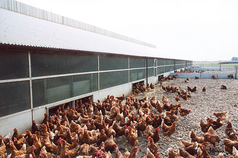 Silicon supplement could improve bone strength and welfare of millions of chickens a year