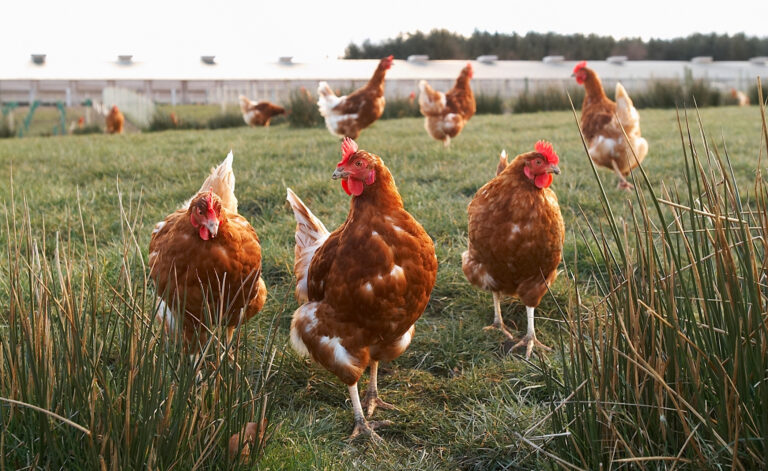 Red Tractor publishes FAQs ahead of windows and enrichment changes