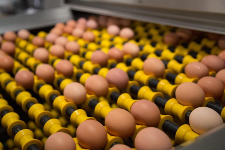 Industry urges UK government to reconsider trade deal that puts battery cage eggs on the menu