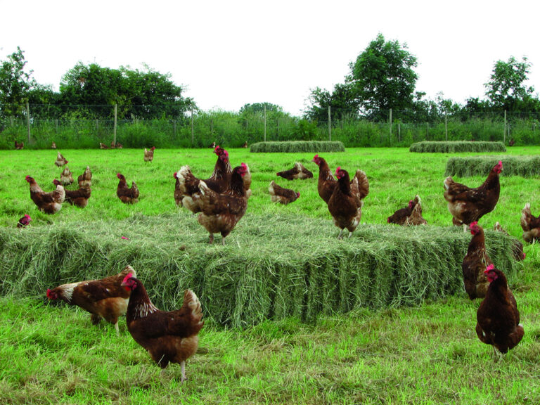 Demand for organic food growing with egg sales up 4.9%
