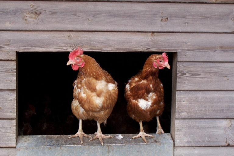 How to combat heat stress in birds