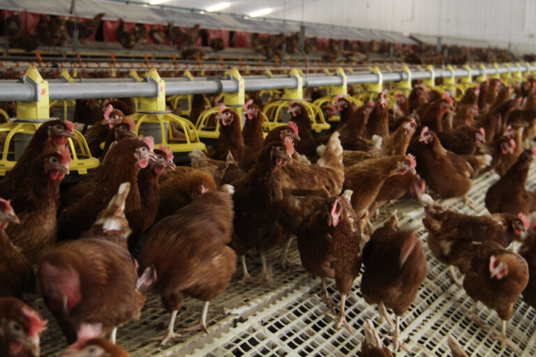 Farming’s voice must be heard during most pivotal election campaign for decades