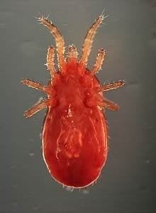 Fight the mite: top tips for tackling red mites