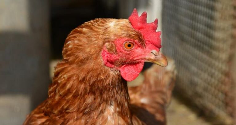 New welfare code for laying hens