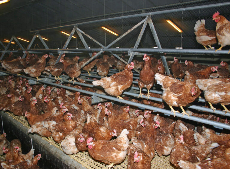 Tesco to stop selling caged eggs by the end of 2025 in its Central European stores