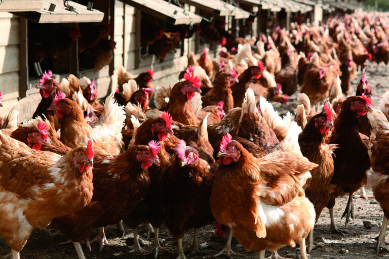 Welsh campaign group presents anti-poultry petition to parliament