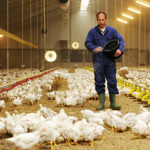 Global poultry markets shaken by bird flu, new Rabobank analysis claims