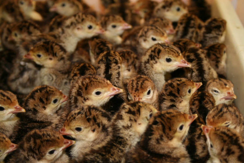 Farmgate Hatcheries hikes turkey poult prices up to 5 Poultry News