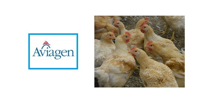 Aviagen’s Ranger Gold secures accreditation by German animal protection organisation