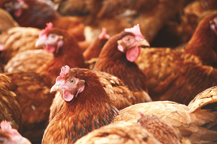 NFU offering to sponsor student dissertations on UK food chain