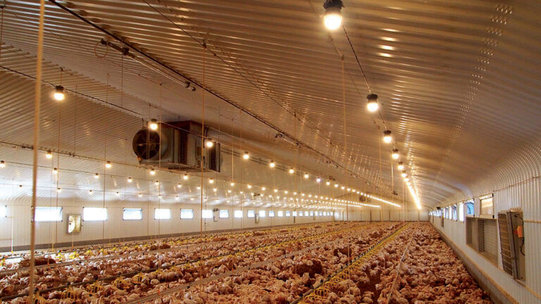 Extension to reduced RHI tariff rates unacceptable, poultry farmers claim