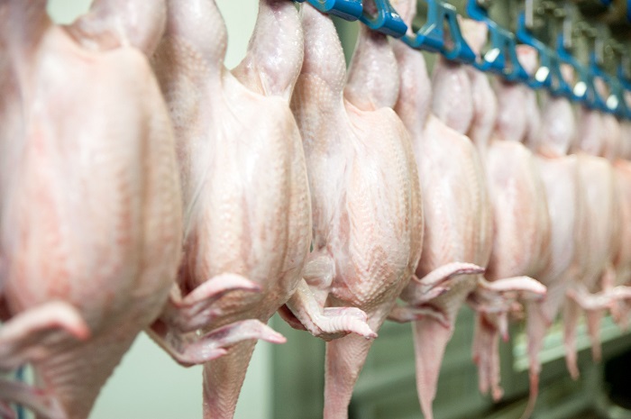 UK poultry meat production reaches three month high, but chick placings decline 5%
