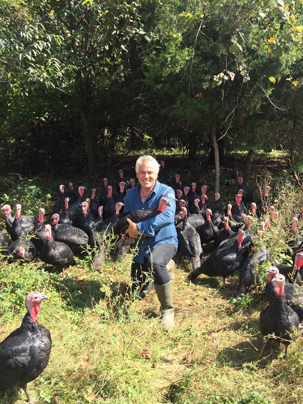 Breakthrough for KellyBronze turkeys in US Thanksgiving market