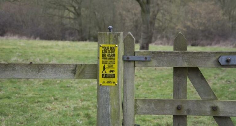 Dog attacks on livestock costing farmers £1.3 million per year