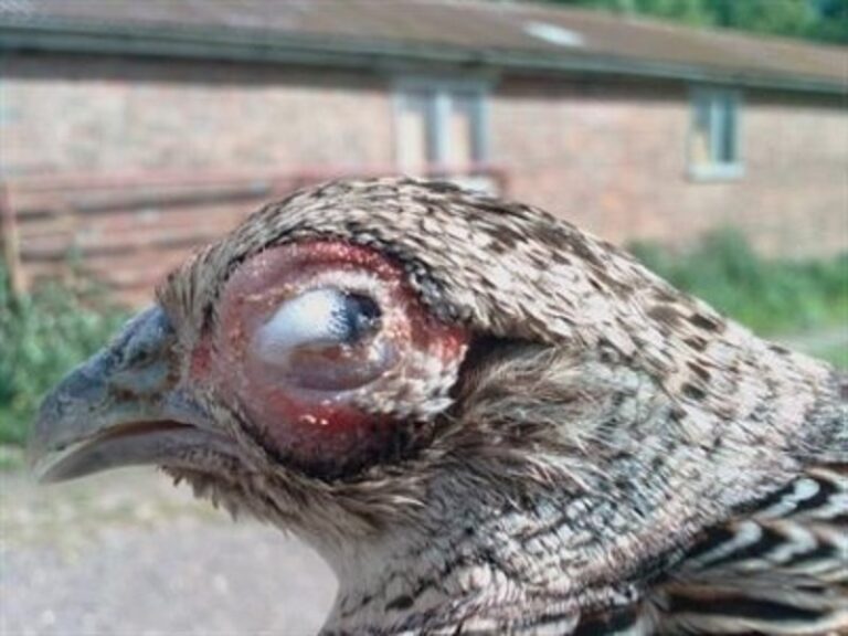 Increased disease risk as partridge season arrives