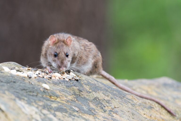 Preparing for rat season