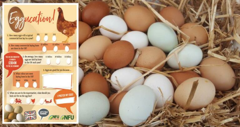 NFU launches ‘Eggucation’ scheme for school children