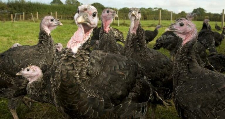 Travel quarantine exemption granted for seasonal poultry workers