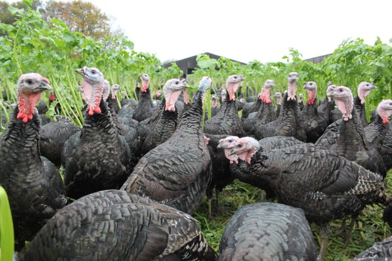 Interview: Traditional Norfolk Poultry’s Mark Gorton talks turkey