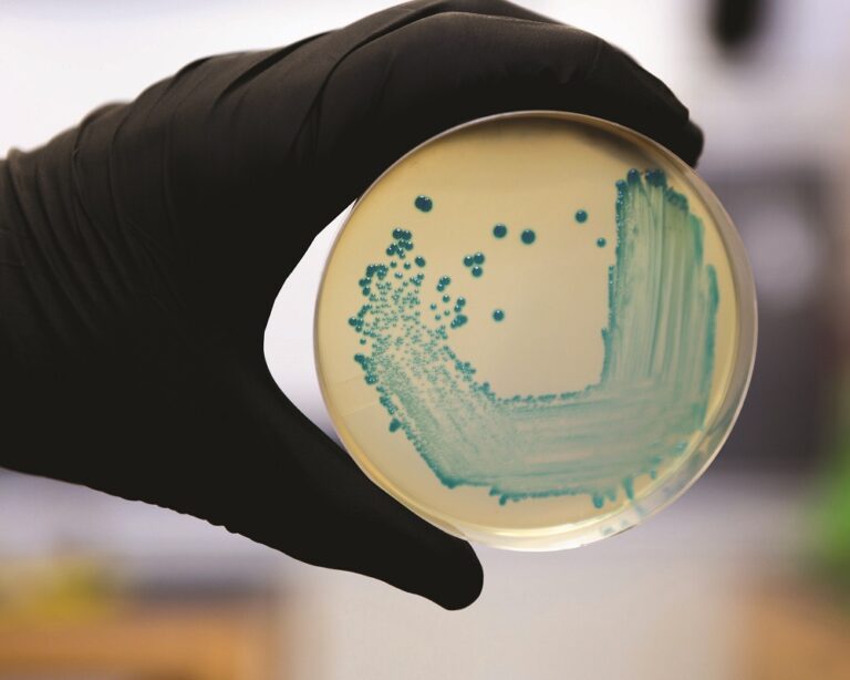 Antimicrobial reduction – livestock at the heart of government’s new action plan