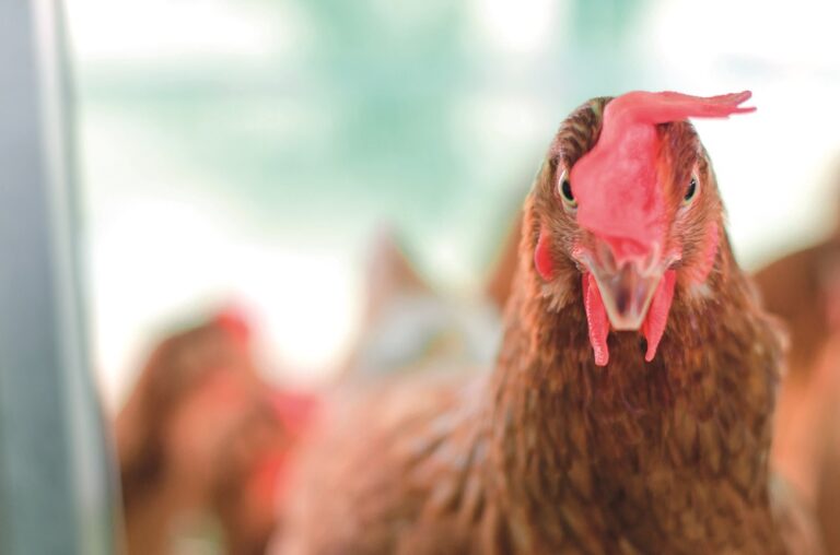 Analysis: Increasing pressure to ban infra-red beak treatment