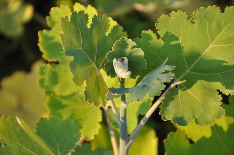 Feed & nutrition: Dietary use of plant-based alkaloids gaining more traction