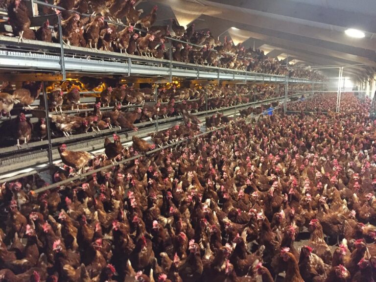 Scotland’s poultry producers call on government to introduce housing order
