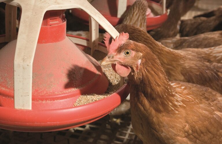 Influencing egg size through feed and nutrition