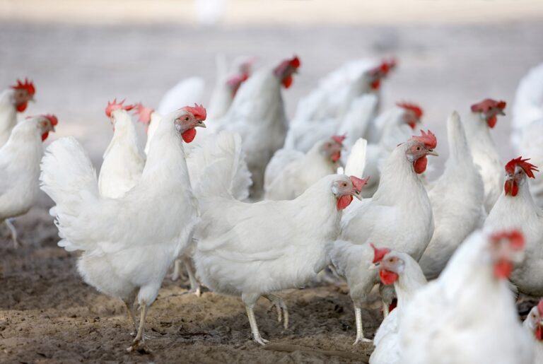 Hendrix Genetics supporting HenTrack research project