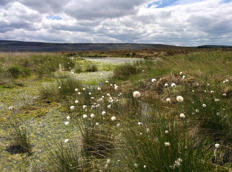 Cash incentive for landowners to restore UK peatland