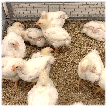 RVC receives translational research funding to help safeguard human and animal health