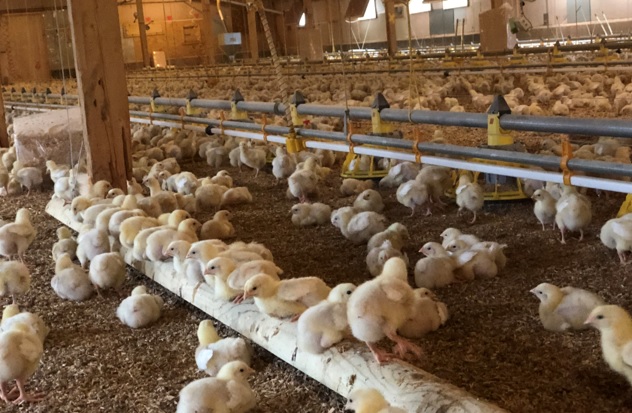 Avara Foods participates in 24 Hours in Farming campaign to promote the great work of the poultry sector