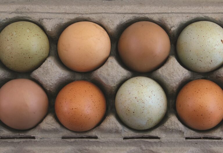 Promotions help drive huge organic egg growth
