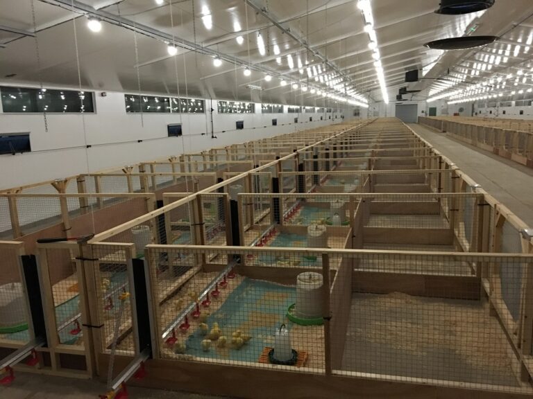 Research paves way for tackling AMR in poultry