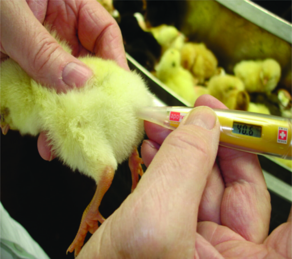 Good Temp Brooding Example Brooding: The importance of a faultless start for chicks - Poultry News