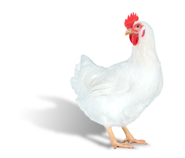 Hubbard launches Efficiency Plus female breeder