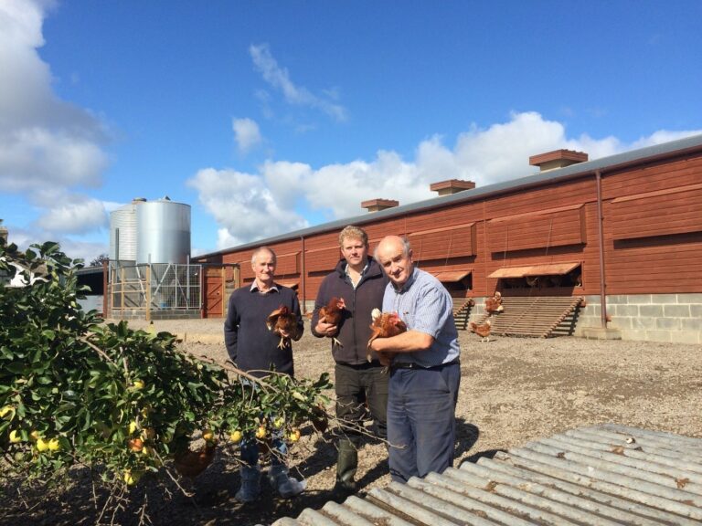 Healthy, happy birds: a profile of the egg producer of the year