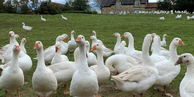 Goose producers gather for annual farm walk