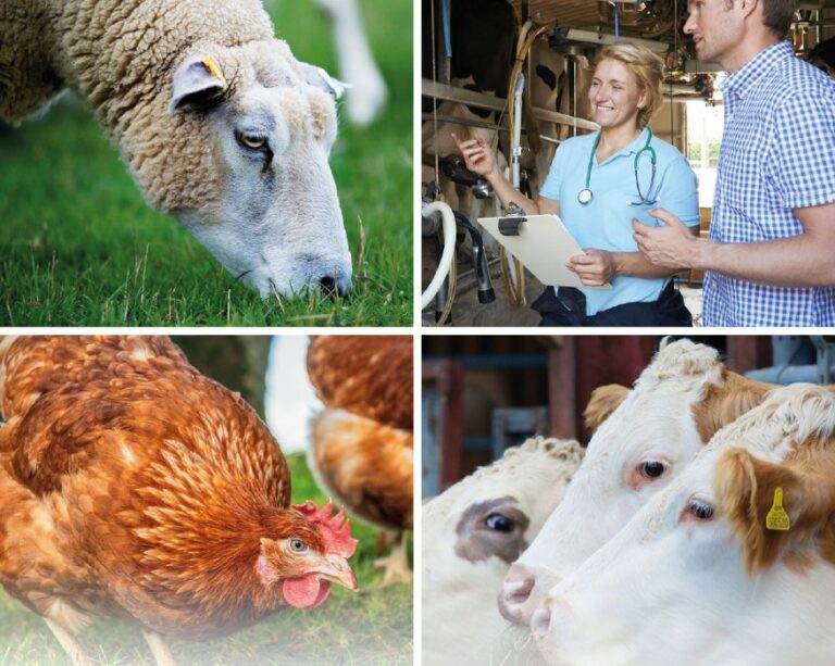 NOAH launches its vision for UK animal health and welfare