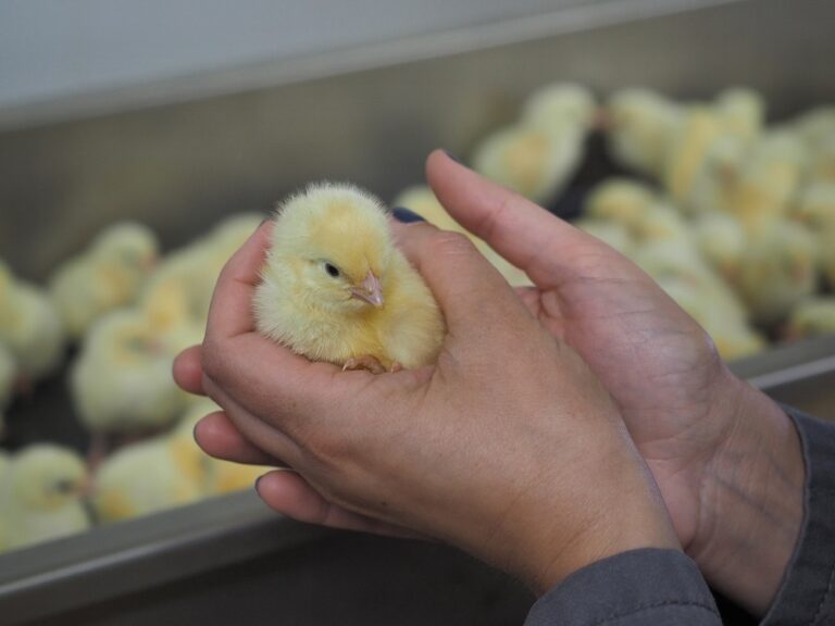 Italy passes law to ban male chick culling