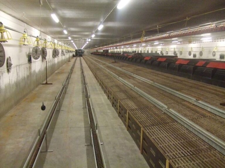 Technical advice: How to achieve a smooth transition from rearing to production