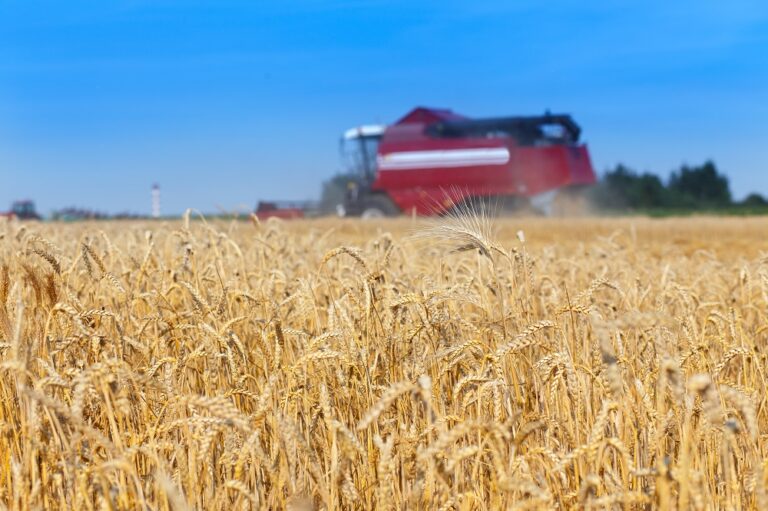 Soya and fat levels increase in poultry feed to compensate for poor wheat quality
