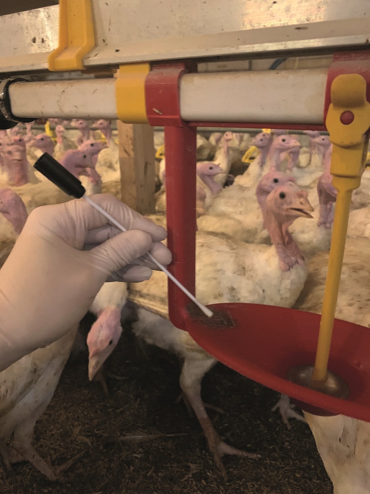 Could herbal oils offer control of blackhead in turkey flocks?
